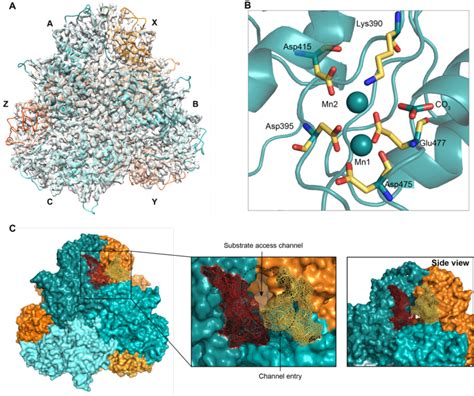 The Full Length Pv M17 Cryo Em Structure Also Adopts The Conserved M17