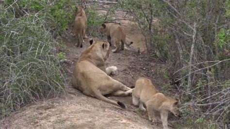 Safari Live The Nkuhuma Pride And A B Boy As Seen On Drive This