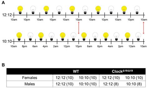 Genes Free Full Text The Impact Of Sex Circadian Disruption And