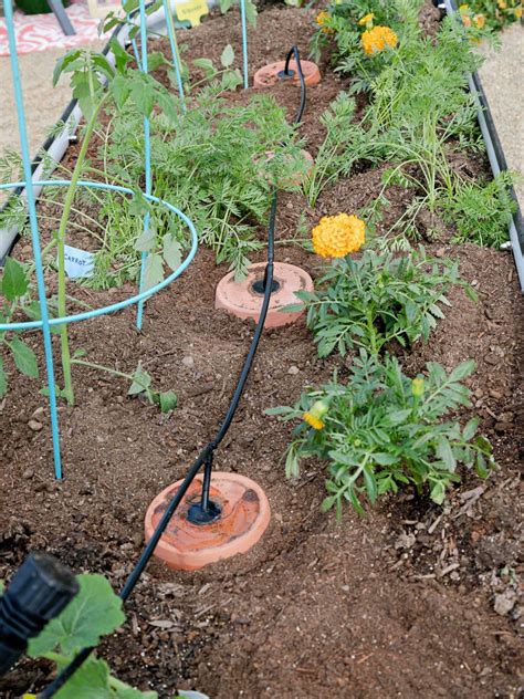 DIY Terra Cotta Olla Self Watering System For Gardening HGTV