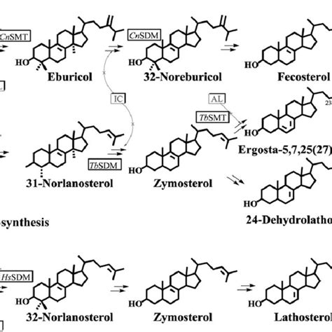 Comparative Sterol Biosynthesis Pathways Across Kingdoms Showing Download Scientific Diagram