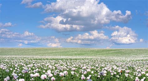 Premium Photo | White opium poppy field