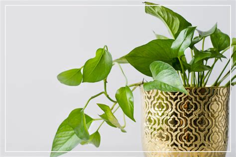 Pothos Plant Care Guide Growing Information And Tips Proflowers