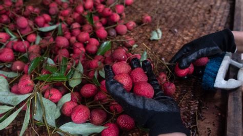 Lychee Vs. Rambutan Vs. Longan: How Are They Different?