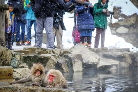 Jigokudani Monkey Park: Japan Snow Monkeys In Nagano