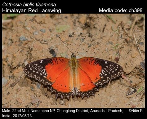 Cethosia Biblis Drury Red Lacewing Butterfly