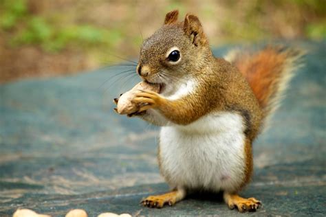 How Do Squirrels Remember Where They Buried Their Nuts Video