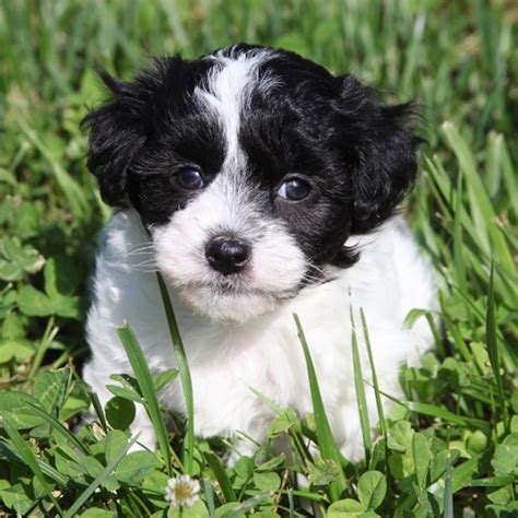 Maltipoo for sale near me/maltipoo breeders near me