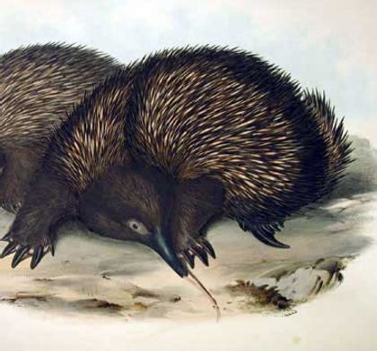 Claws and Muscle: Short-beaked Echidna