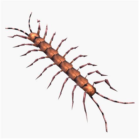 Low Poly Animated Centipede 3d Model Turbosquid 2029289