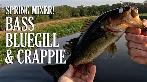 Spring BLUEGILLS Are In Crappie Bass Bluegill Mixer UnHOOKum