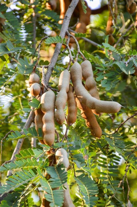 Tamarindus Indica Fruit Stock Photo Image Of Outdoor 109638358