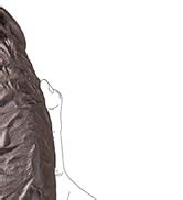 Amazon Diameter Extra Wide Silicone Girth Dildo In Huge Thick Anal Dildo Gaint