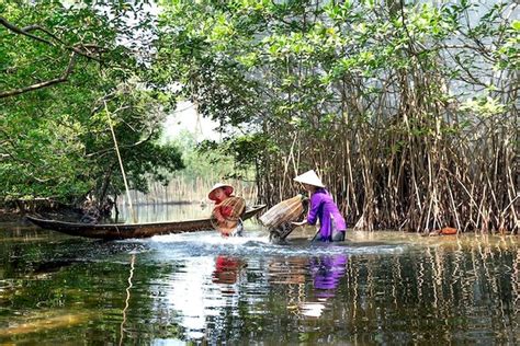 bahasa indonesia mangrove samakah  hutan bakau info temanggung