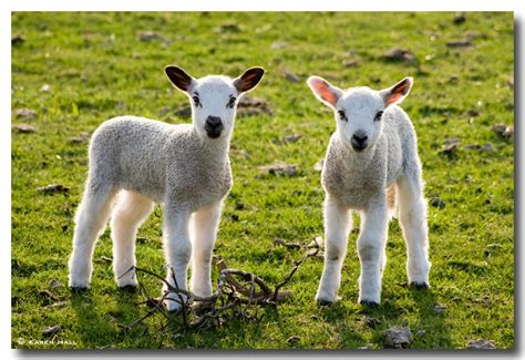 Spring Lambs Silversurfers