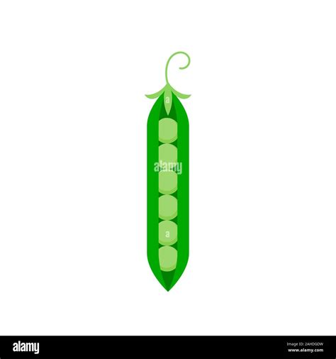 Pea Plant Pisum Sativum Isolated Stock Vector Images Alamy