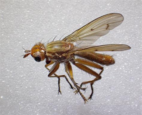 Tetanocera Robusta Male Kenfig Dunes Glamorganshire Flickr