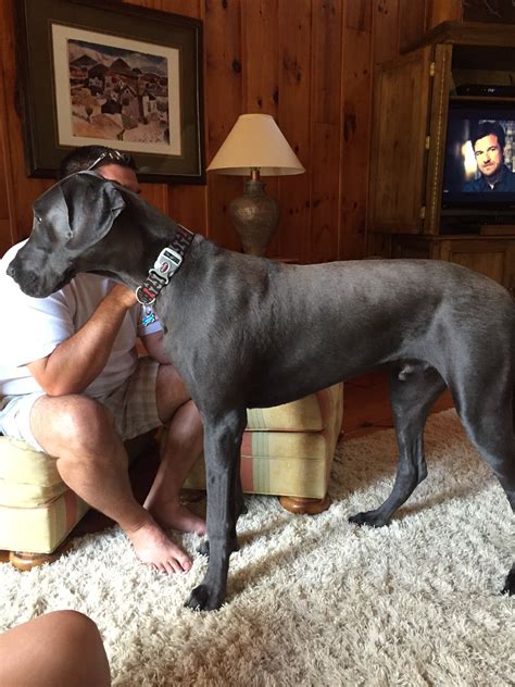 Things They Don’t Tell You About Owning A Great Dane - How to Survive Life in the Suburbs