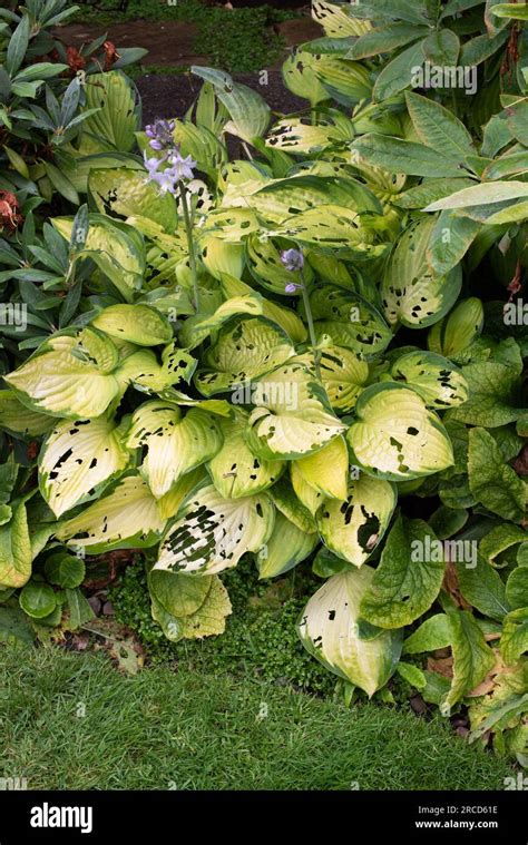 Hosta With Slug And Snail Damage Stock Photo Alamy