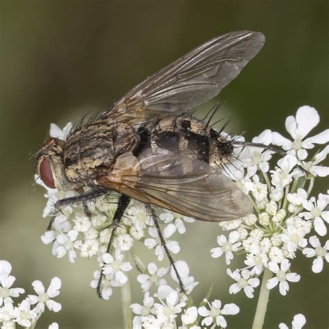 Bristle Flies From Rockland County NY USA On August 05 2022 At 10 26