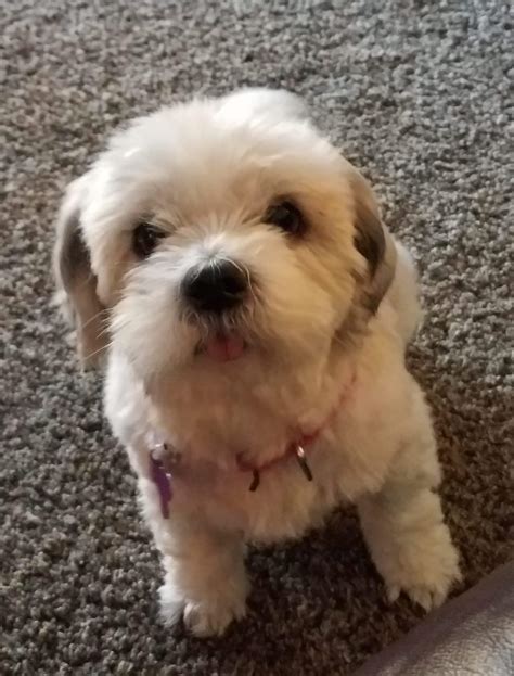 Dog For Adoption Bella Adoption Pending A Shih Tzu And Lhasa Apso