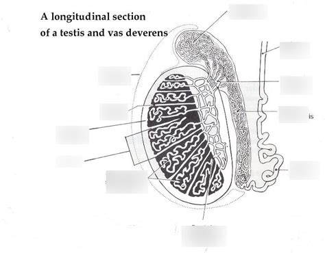 Testes Labeling Diagram Quizlet