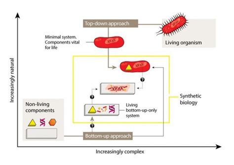 Top Down Vs The Bottom Up Approach For Synthetic Biology Along Axes Of Download Scientific