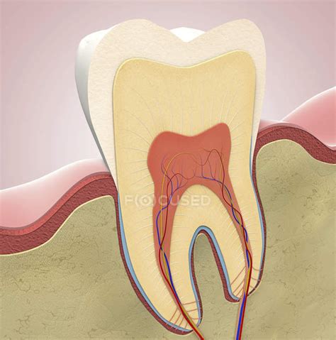 Cross Section Of Molar Tooth Digital Illustration — Science Crown