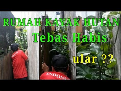 Rumah Dikota Tapi Seperti Di Hutan Tebas Habis Tapi Ular Youtube