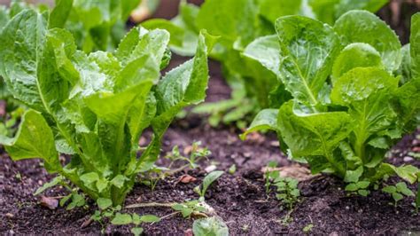 Growing Endive: Planting, Caring For, and Harvesting This Versatile Green