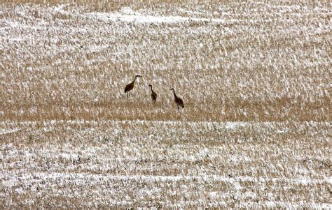 Sand Hill Cranes 5902683 Stock Photo at Vecteezy