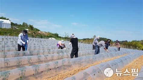 고창군 농촌일손돕기 1300여명 참여 네이트 뉴스