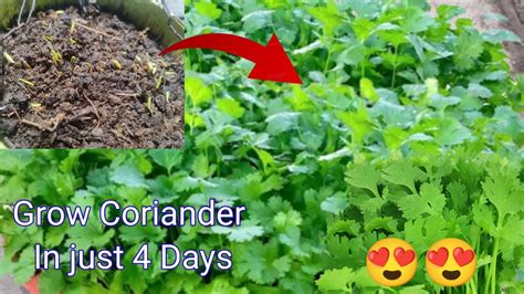 How To Grow Coriander At Home Dhaniya Kaise Ugaye In Hindi Youtube