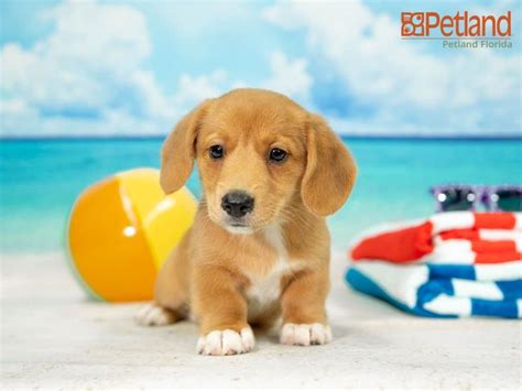 Dorgi Puppies / Dorgi Puppies: A Unique And Wonderful Breed - The ...