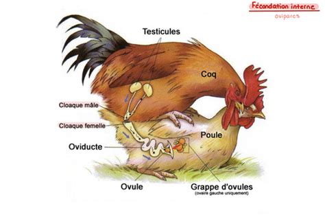 Chapitre 9 Le système reproducteur pt 1 Flashcards Quizlet