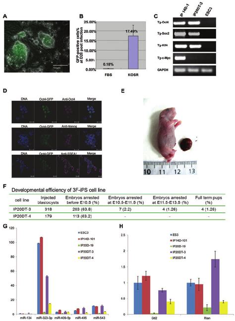 Generation And Characterization Of IPS Cell Lines Without C Myc A