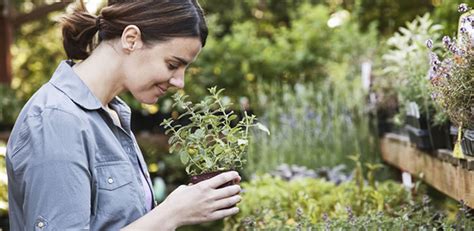 Todo Lo Que Tienes Que Saber Para El Cuidado De Tus Plantas Dossier