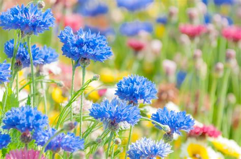 花畑の写真素材 ぱくたそ