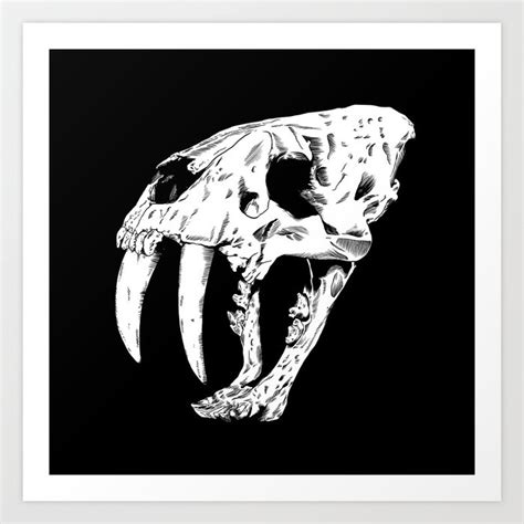 Saber Tooth Tiger Skull