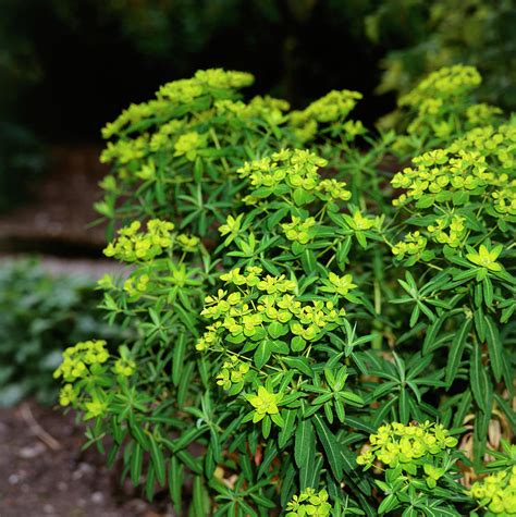 Spurge Flowers Euphorbia Schillingii Photograph By Science Photo