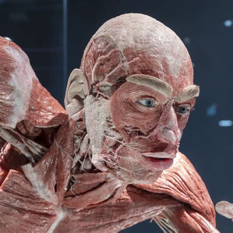 Uncover Anatomy Body Worlds Berlin Easycitypass