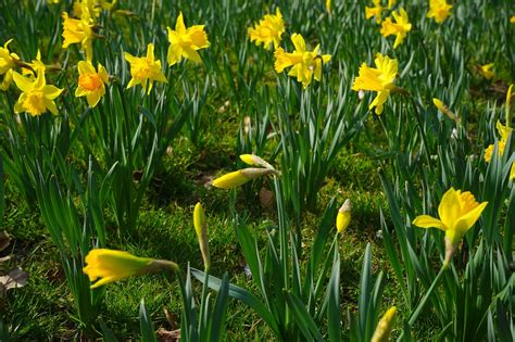 Yellow Daffodil Easter Bell Flower Free Photo On Pixabay Pixabay