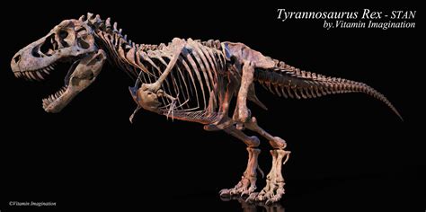 Dinosaur Skeleton Wallpapers - Top Free Dinosaur Skeleton Backgrounds ...