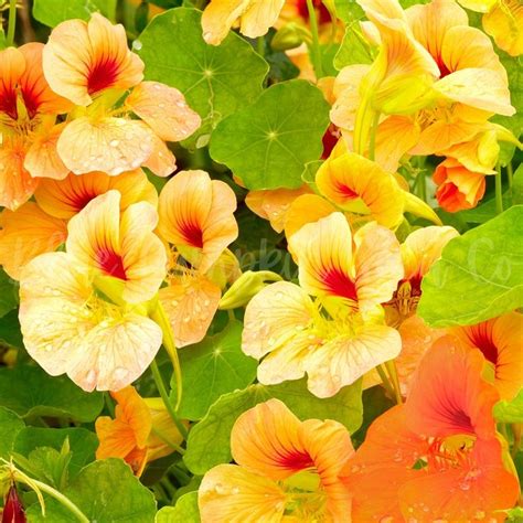 Trailing Nasturtium Glorious Gleam Mix Annual Trailing Etsy