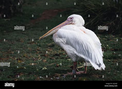 El Gran Pel Cano Blanco Pelecanus Onocrotalus Cuadro En Reposo De