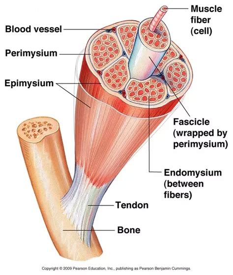 Skeletal Muscle Cell Structure