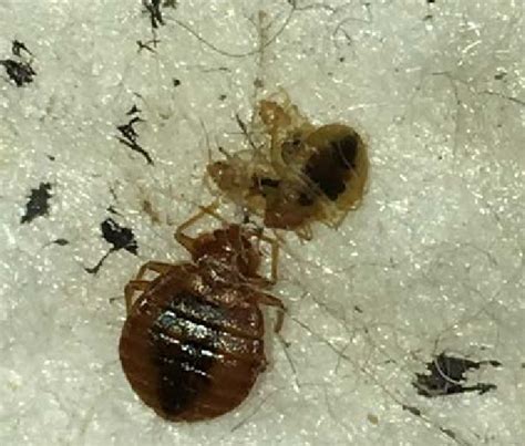 Learn To Identify Bed Bug Adults And Nymphs Morgan Wilson Virginia