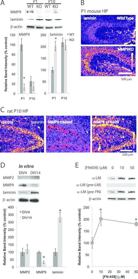 MMP9 And Laminin Are Developmentally Regulated In Vitro A Western