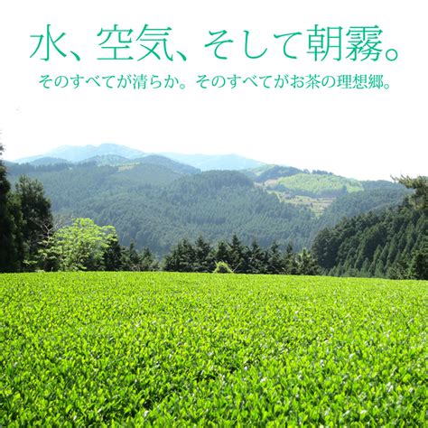 【楽天市場】2022年産 奥八女星野村 深蒸し高級煎茶 八女茶セット100g×2袋 高木茶園謹製 贈り物 減農薬 減化学肥料のお茶 特別