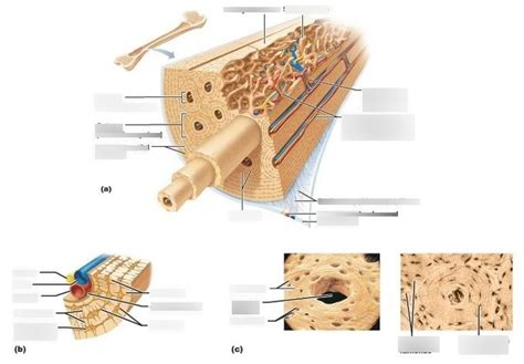 8.4 Microscopic structure of Compact Bone Diagram | Quizlet